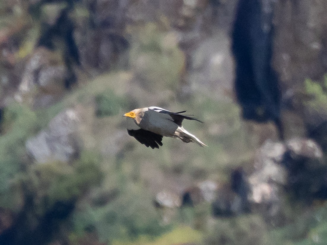 Egyptian Vulture - ML620885629