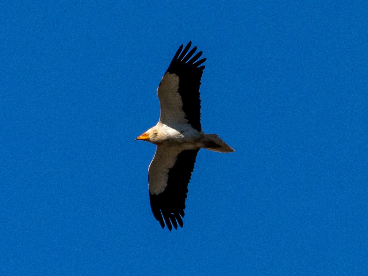 Egyptian Vulture - ML620885639