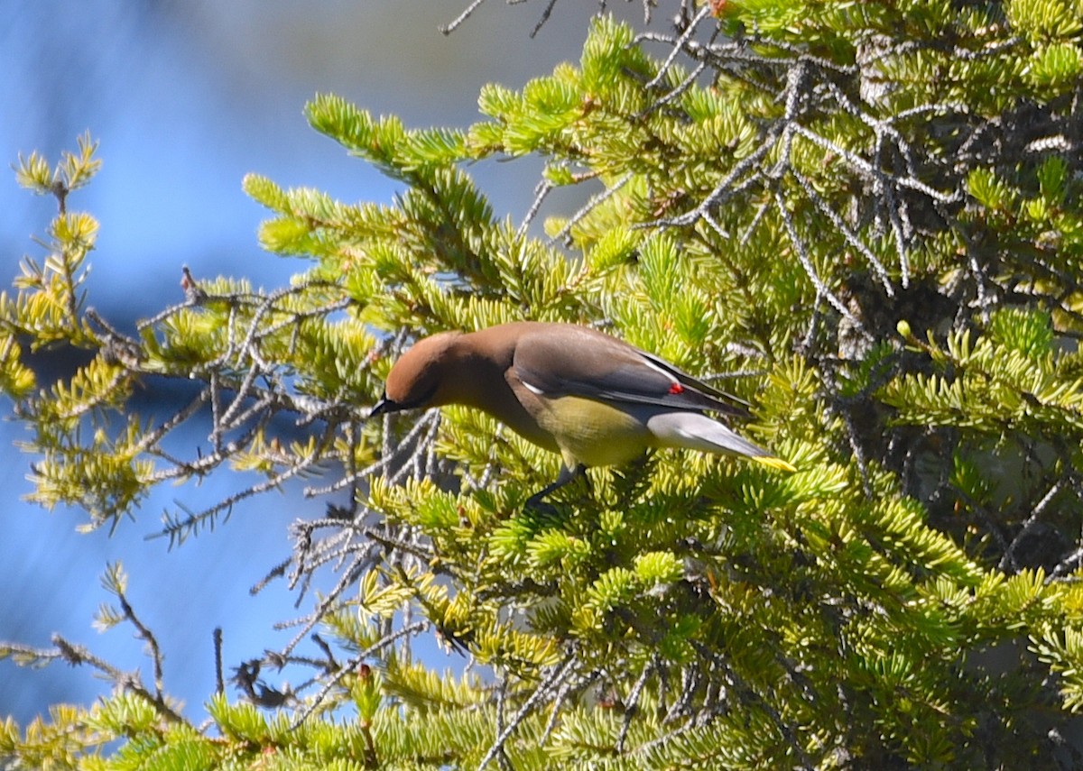 Cedar Waxwing - ML620885643