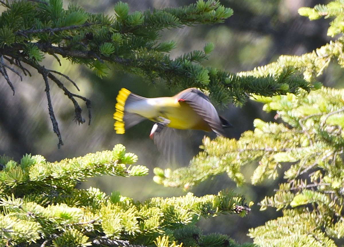 Cedar Waxwing - ML620885644