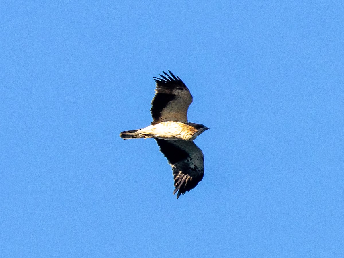 Short-toed Snake-Eagle - ML620885651