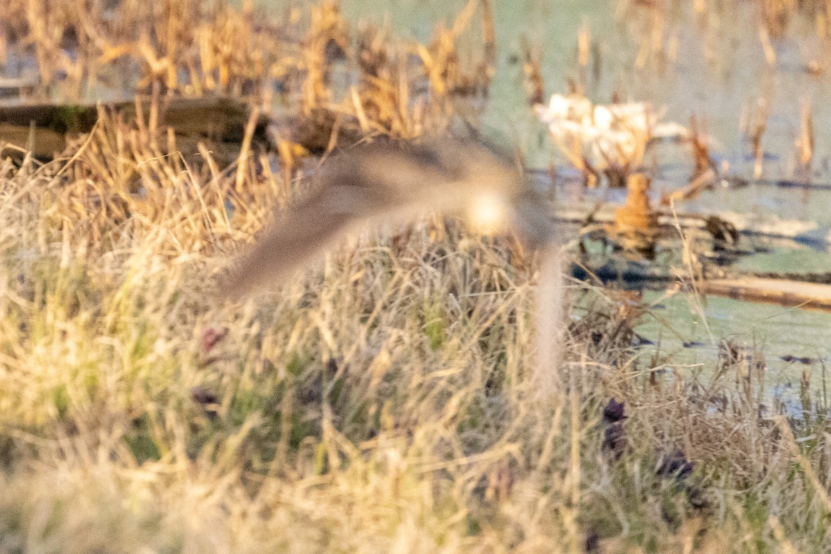 Wilson's Snipe - ML620885669