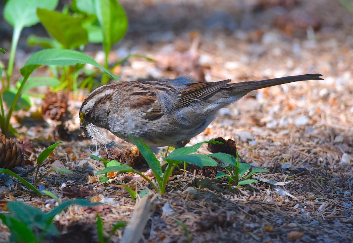 White-throated Sparrow - ML620885674