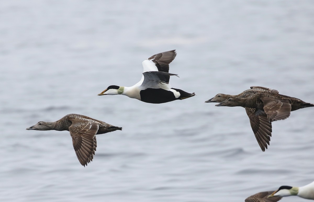 Common Eider - ML620885680