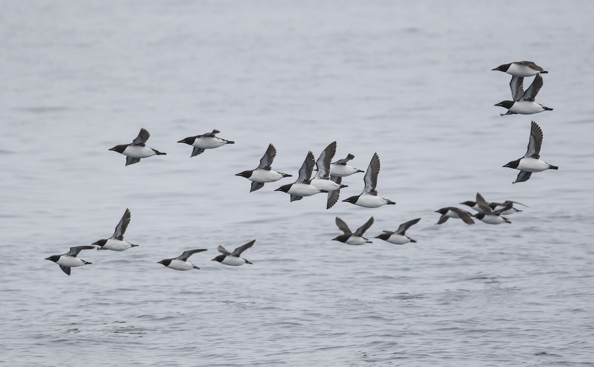Thick-billed Murre - ML620885683