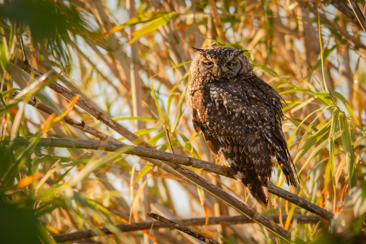 Spotted Eagle-Owl - ML620885695
