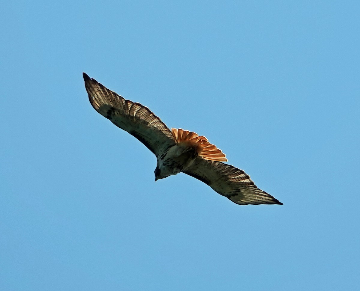 Red-tailed Hawk - Linda Thomas