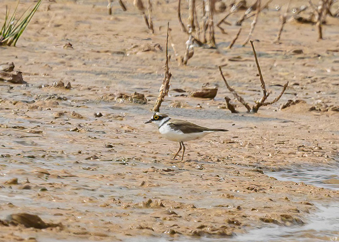 Little Ringed Plover - ML620885709