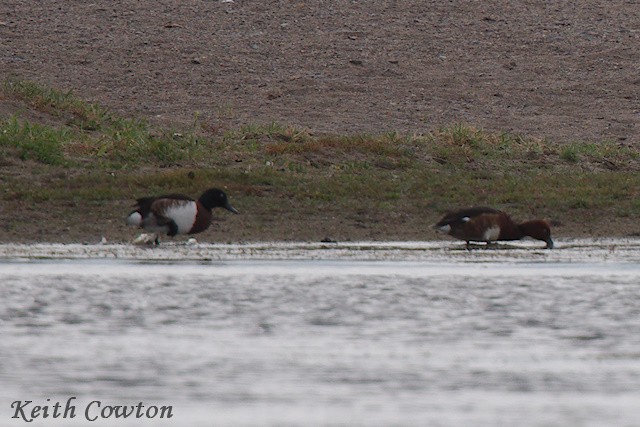 Baer's Pochard - ML620885725