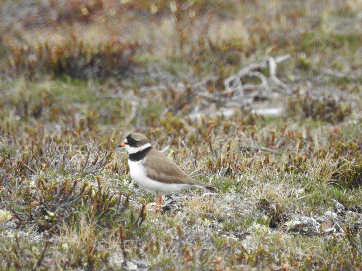 Semipalmated Plover - ML620885730
