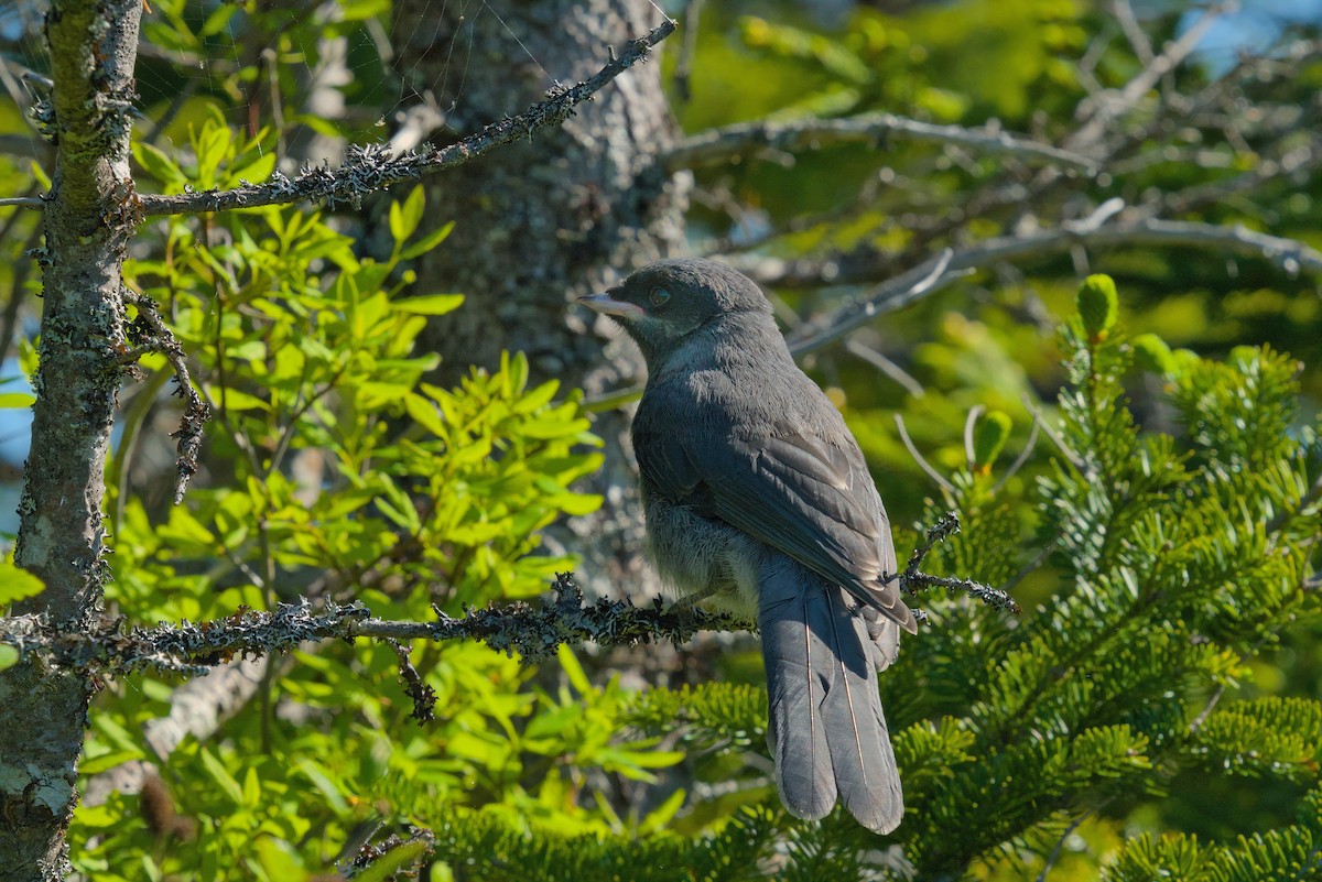 Canada Jay - ML620885763