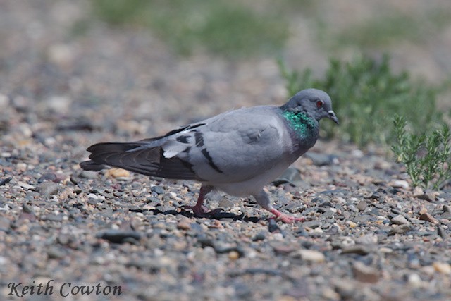 Hill Pigeon - ML620885768