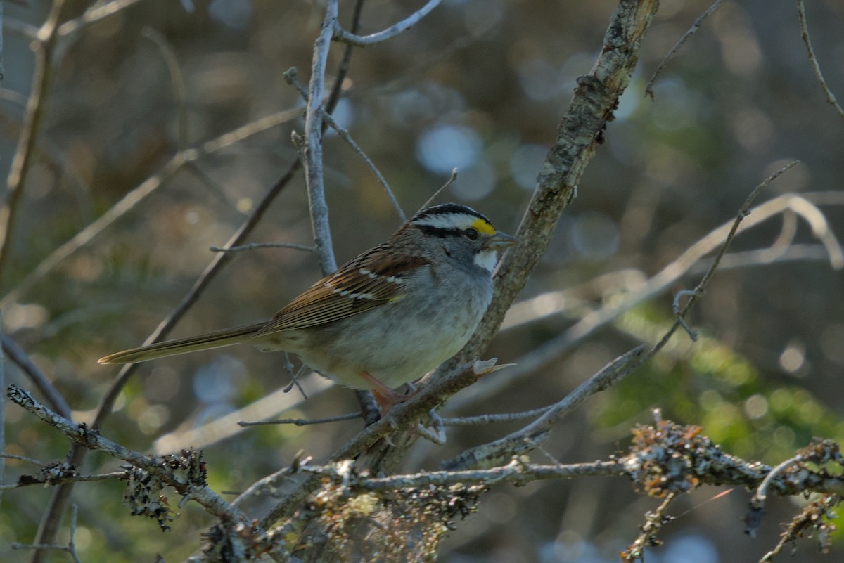 White-throated Sparrow - ML620885786