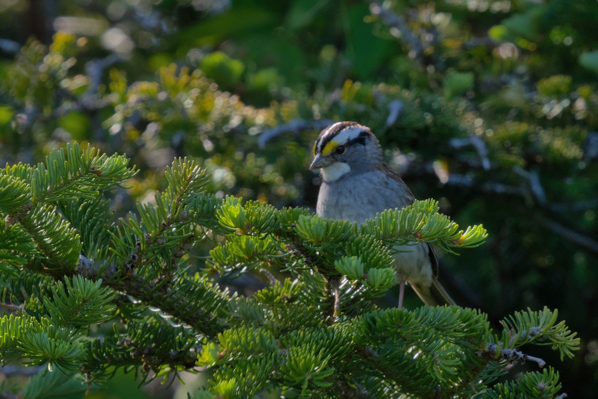 White-throated Sparrow - ML620885787