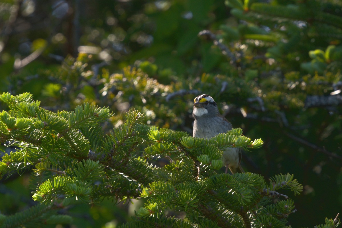 White-throated Sparrow - ML620885789