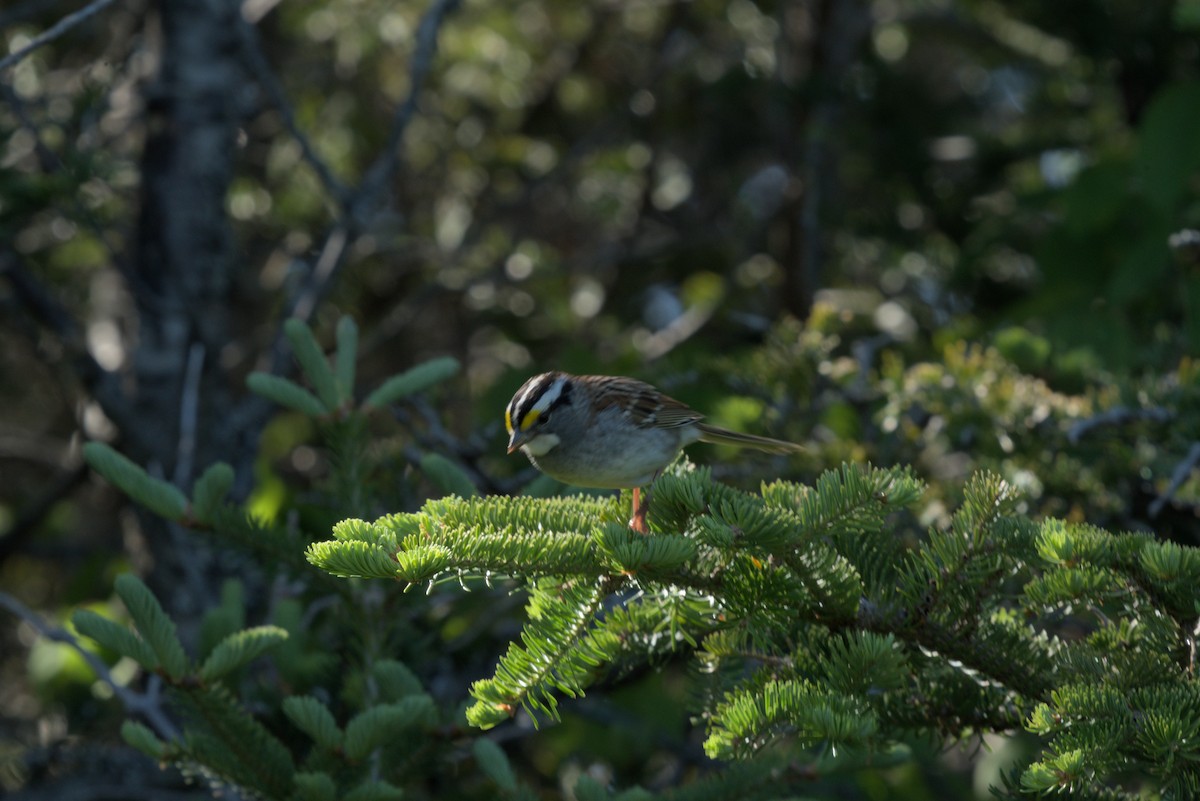 White-throated Sparrow - ML620885790