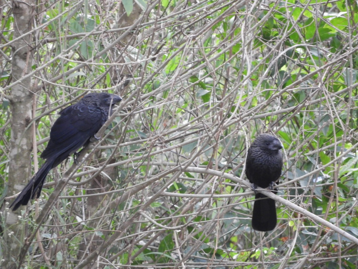 Smooth-billed Ani - ML620885795