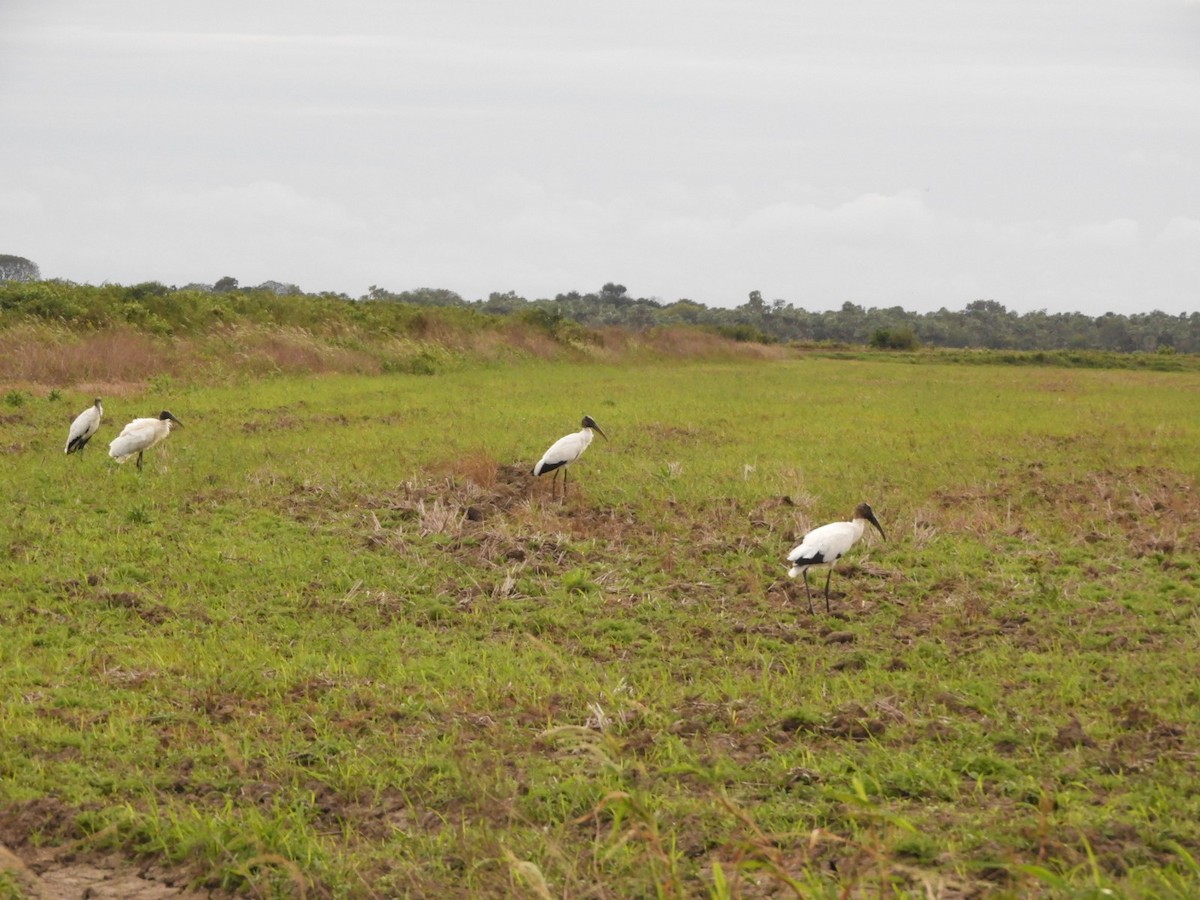 Wood Stork - ML620885807