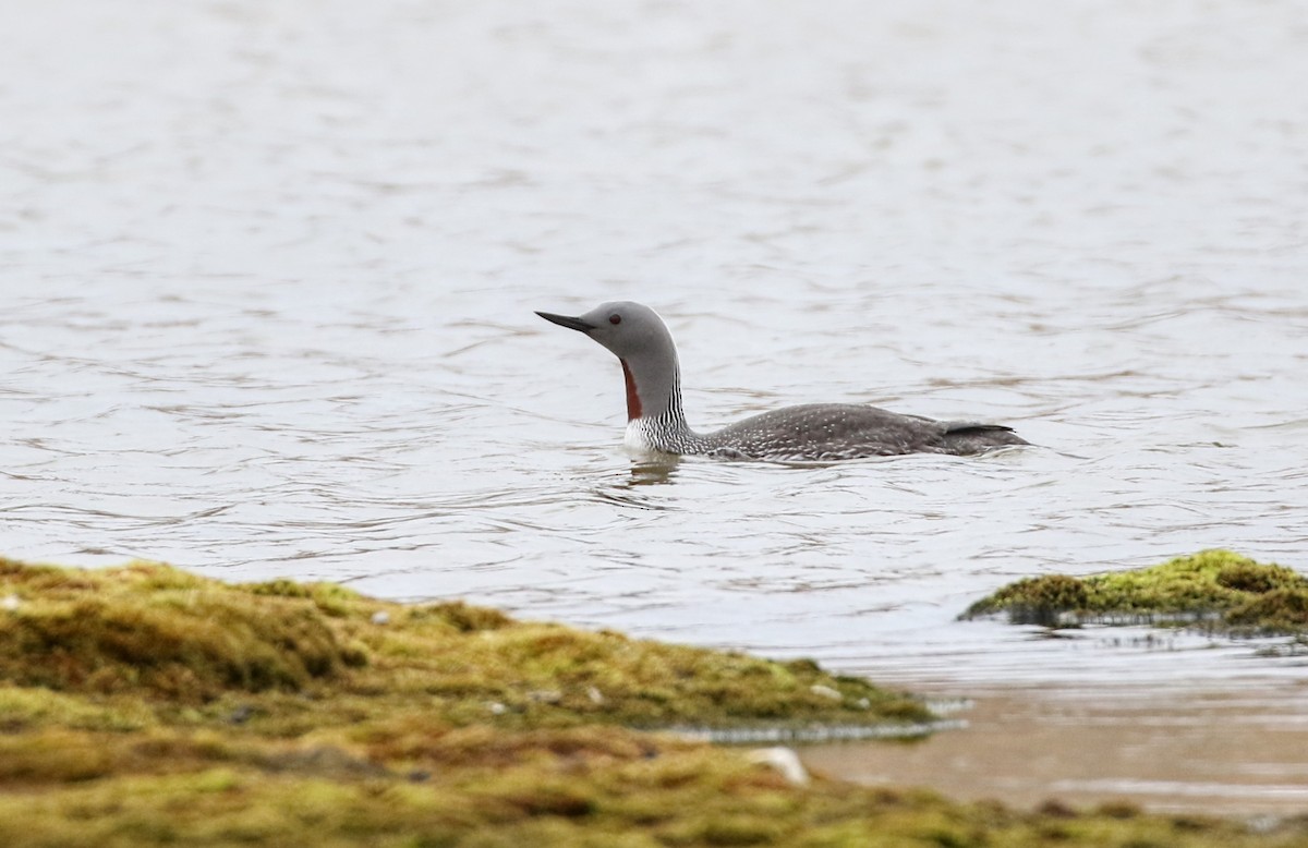 Red-throated Loon - ML620885818