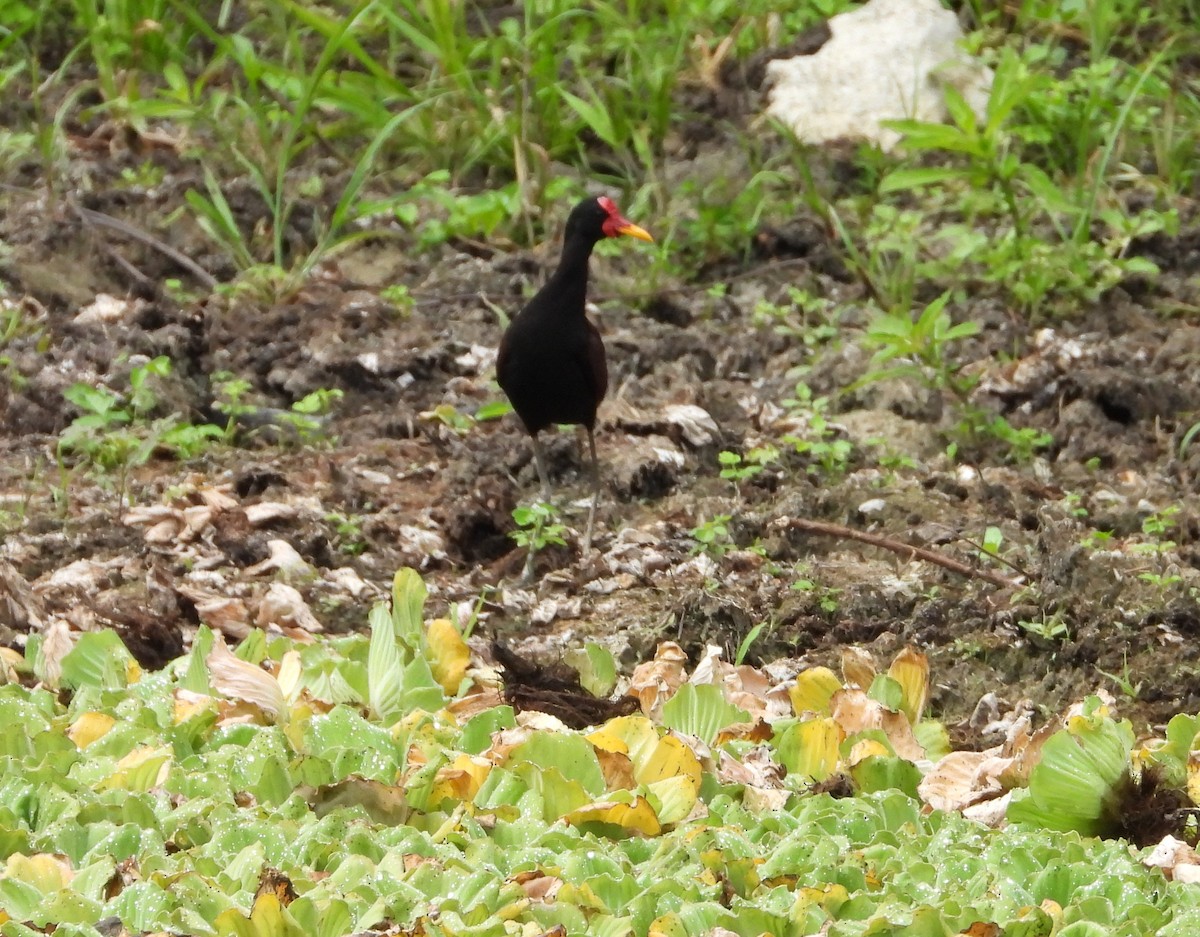 Wattled Jacana - ML620885819