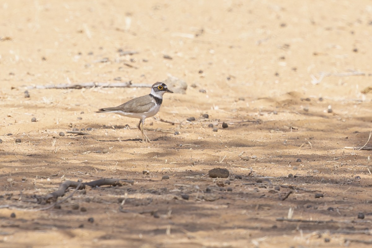 Little Ringed Plover - ML620885829