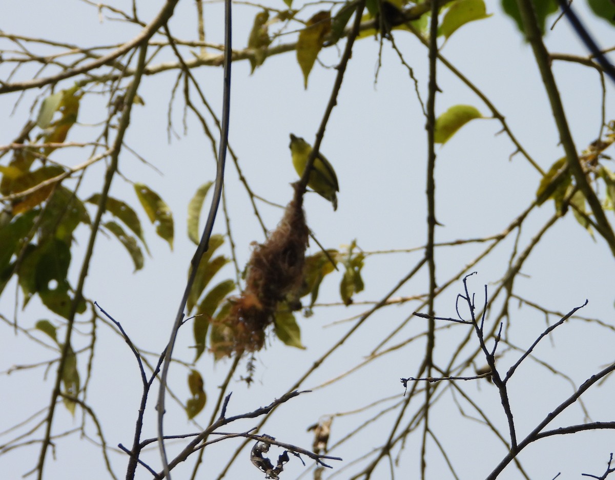 Common Tody-Flycatcher - ML620885840