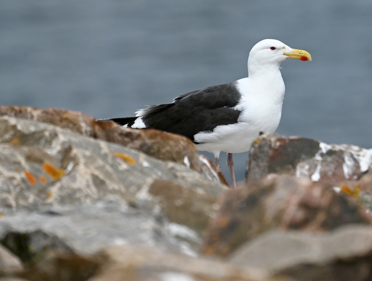 Great Black-backed Gull - ML620885853