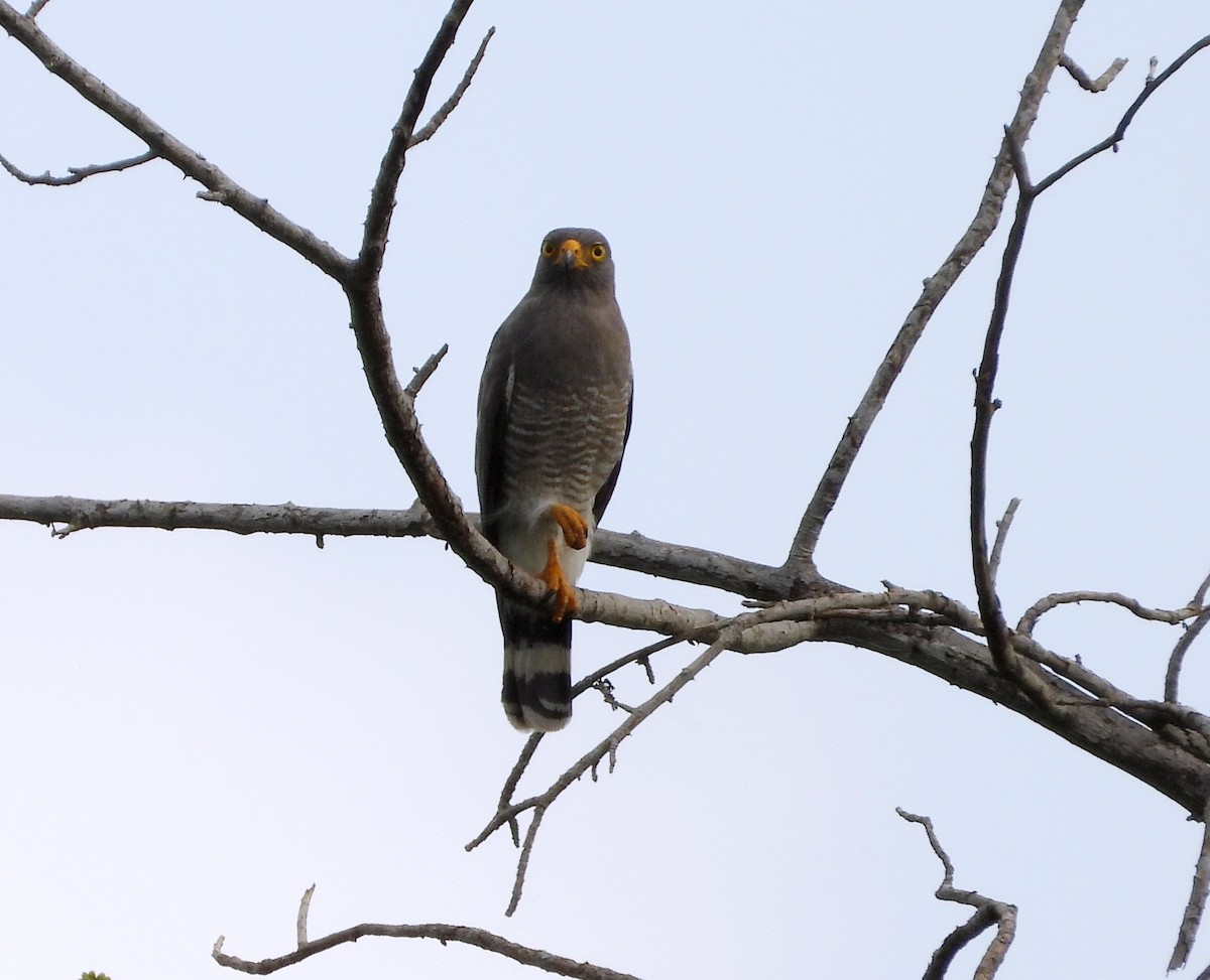 Roadside Hawk - ML620885856