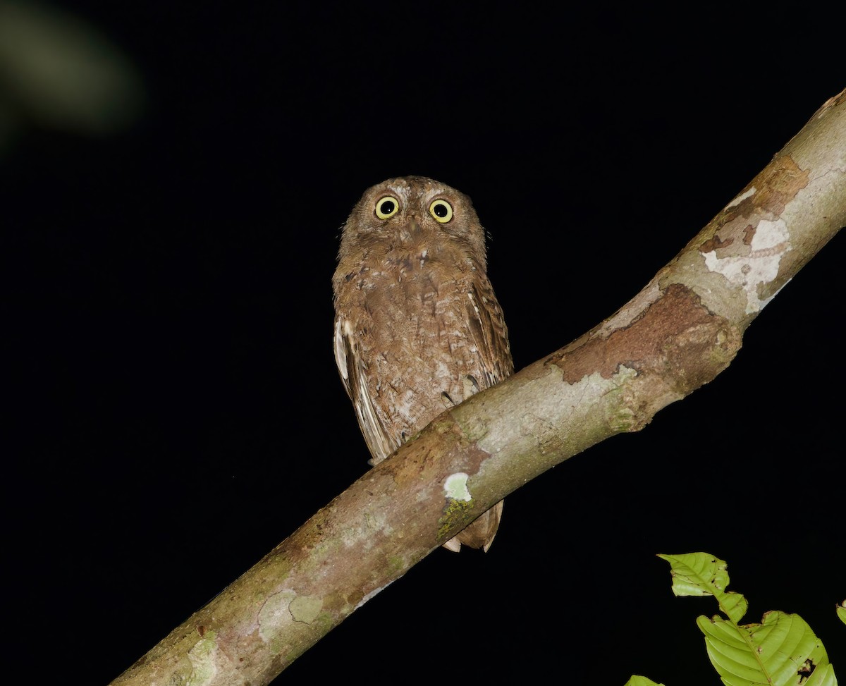 Simeulue Scops-Owl - ML620885867