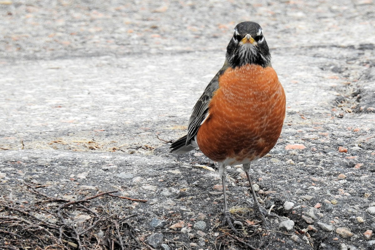 American Robin - Bev Moses