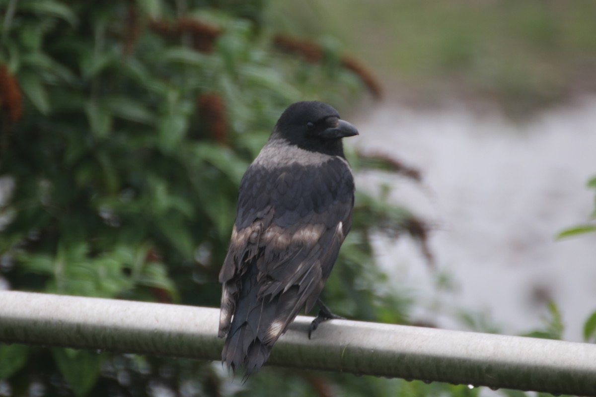 Carrion x Hooded Crow (hybrid) - ML620885917