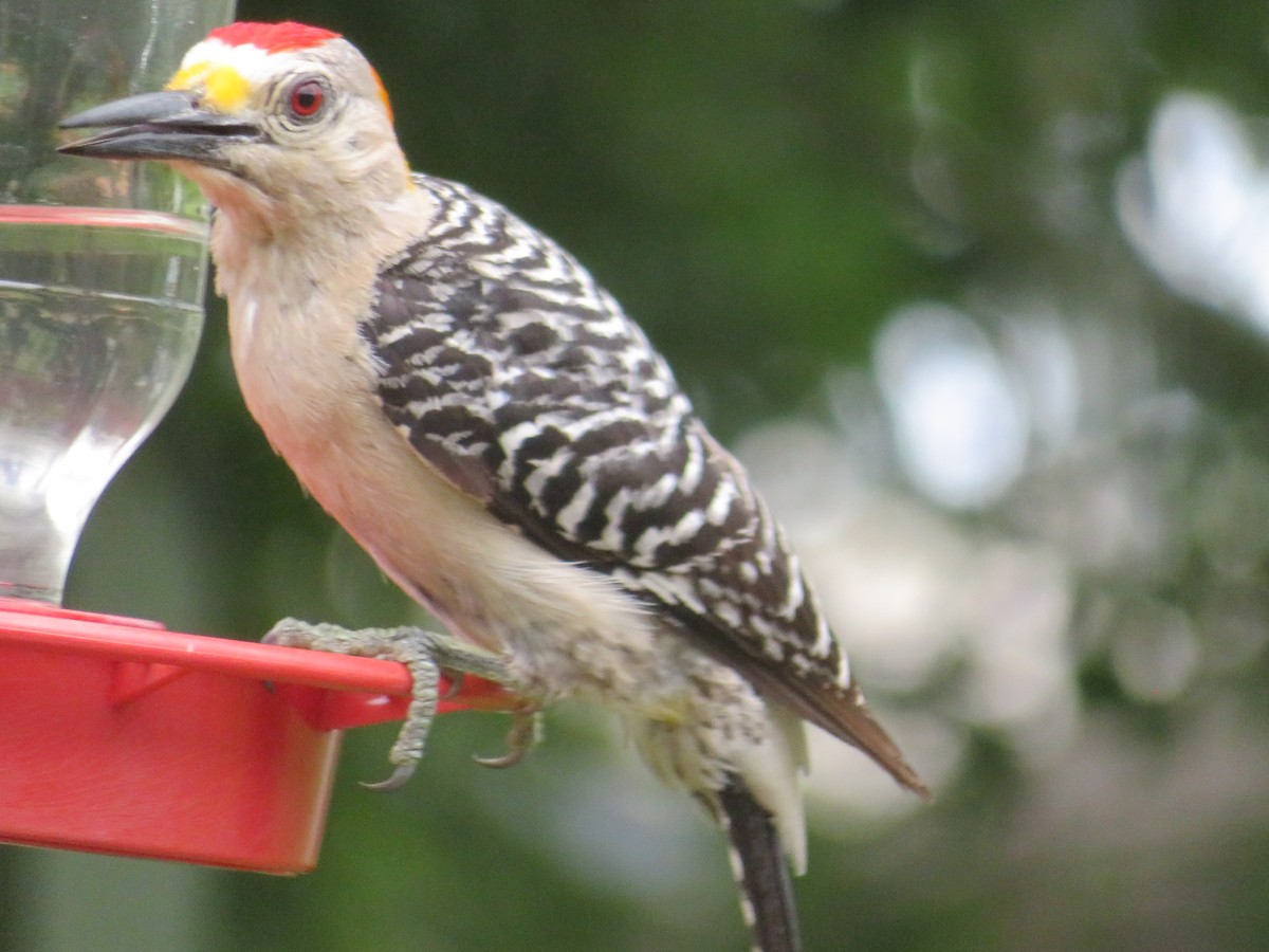 Golden-fronted Woodpecker - ML620885918