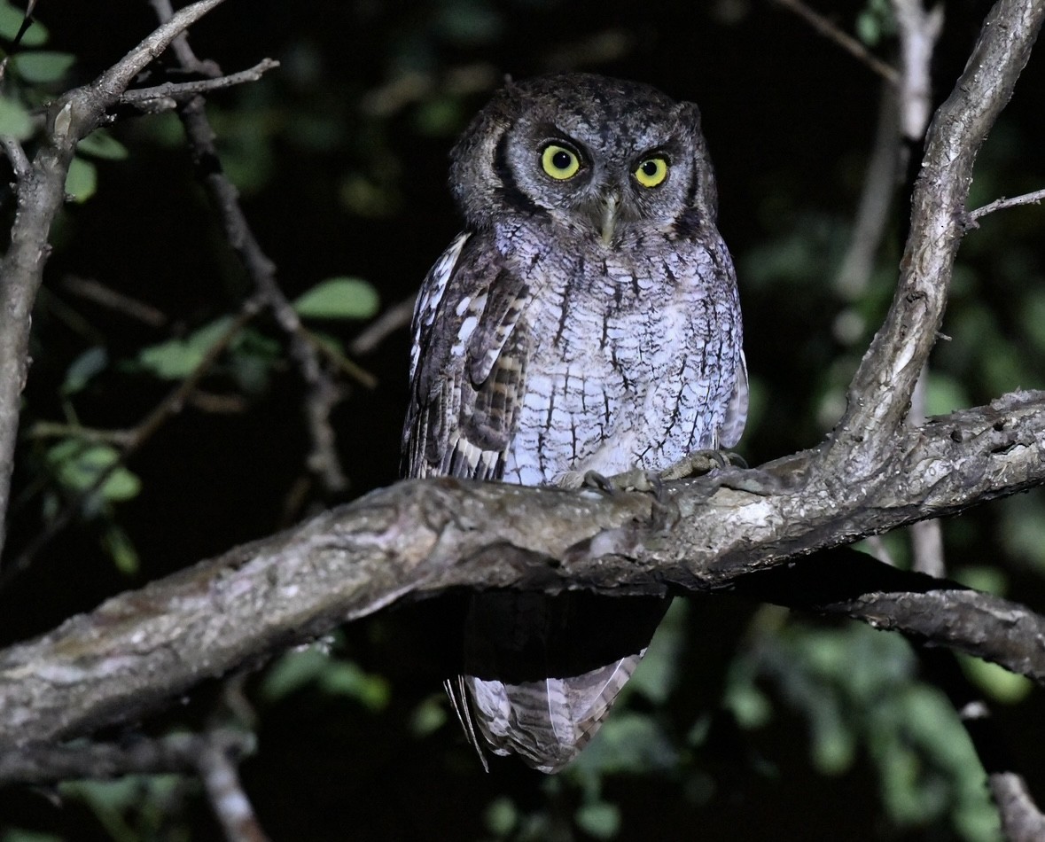 Tropical Screech-Owl - Doris Ganzhorn