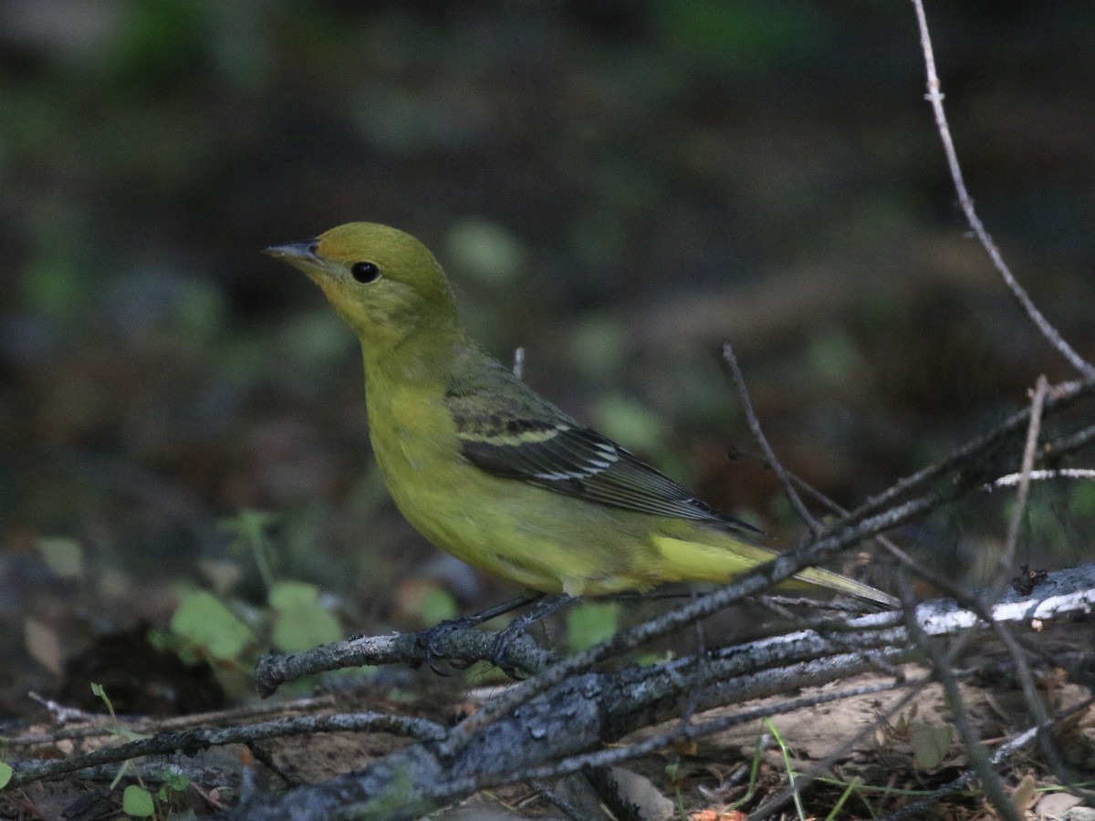 Western Tanager - ML620885923