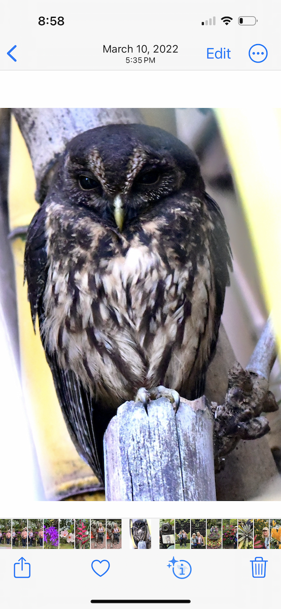 Mottled Owl - ML620885929