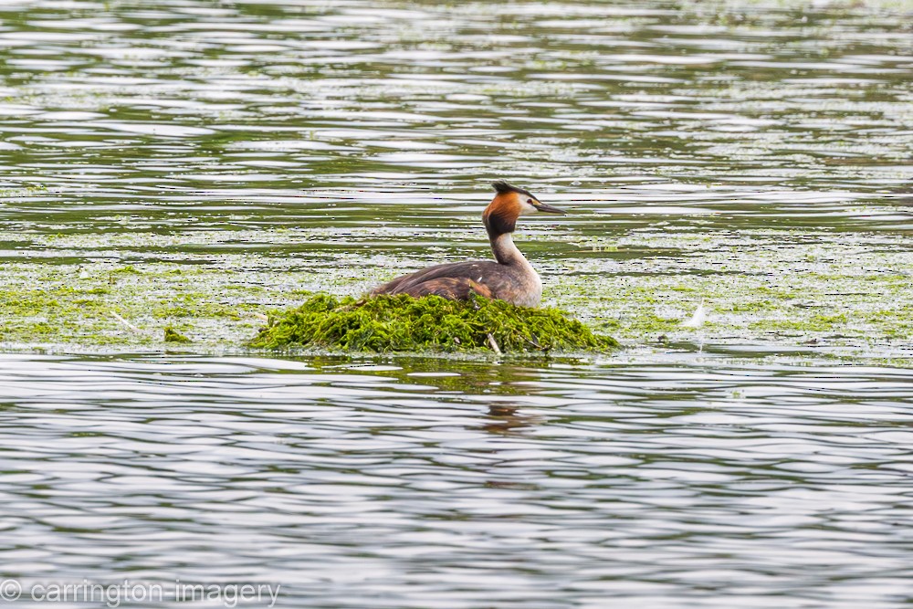 Great Crested Grebe - ML620885931