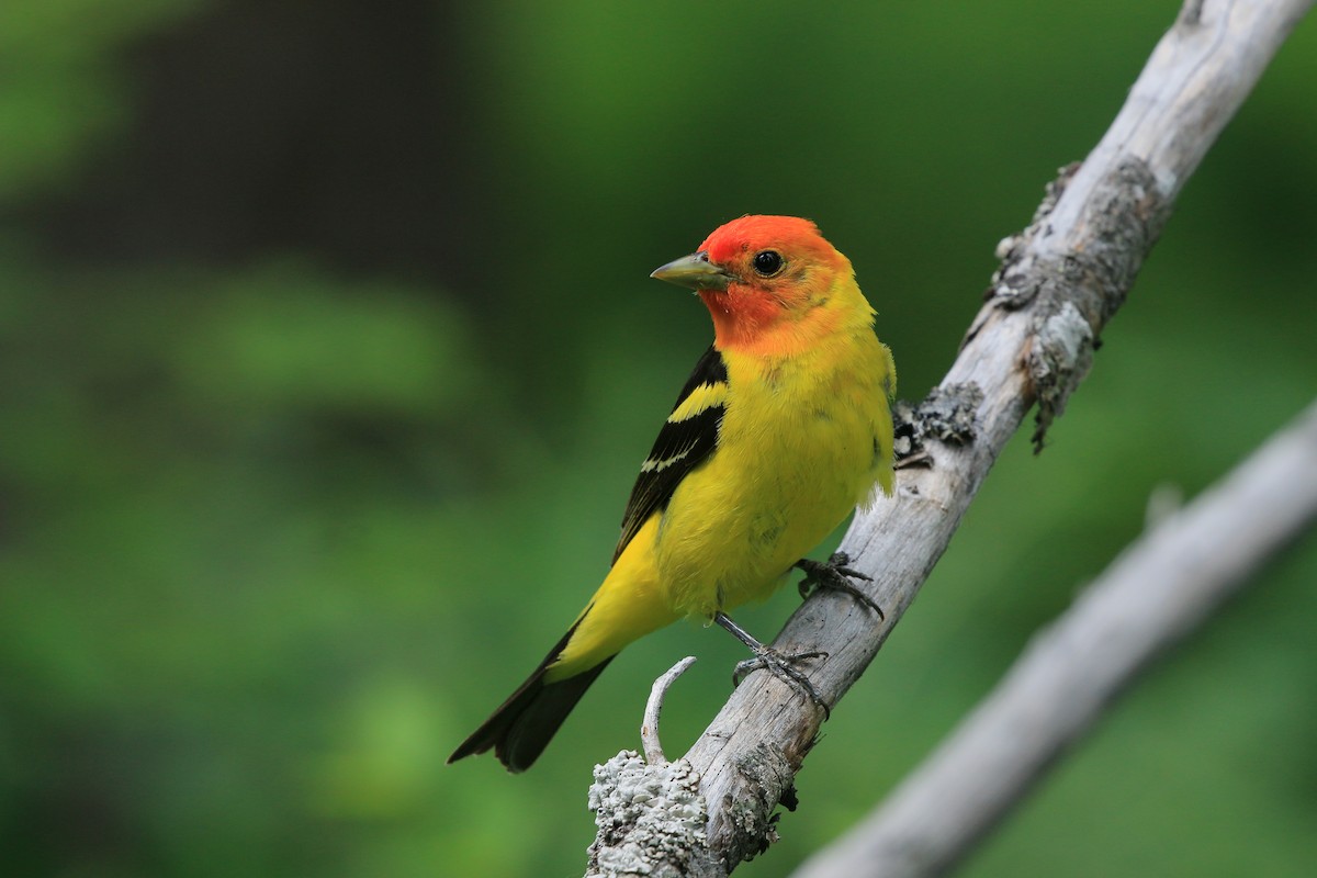 Western Tanager - ML620885935