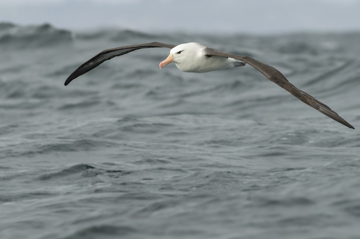 Black-browed Albatross (Black-browed) - ML620885939