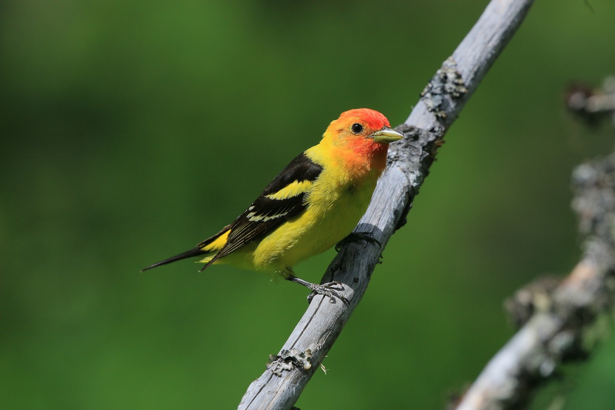 Western Tanager - ML620885942