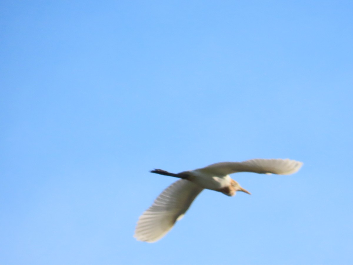 Eastern Cattle Egret - ML620885951