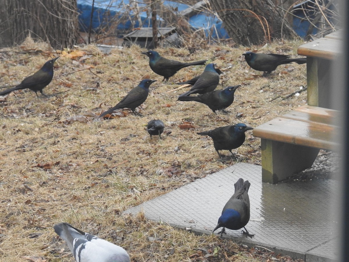 Rock Pigeon (Feral Pigeon) - ML620885956