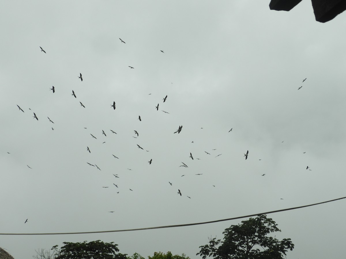 Swallow-tailed Kite - ML620885958