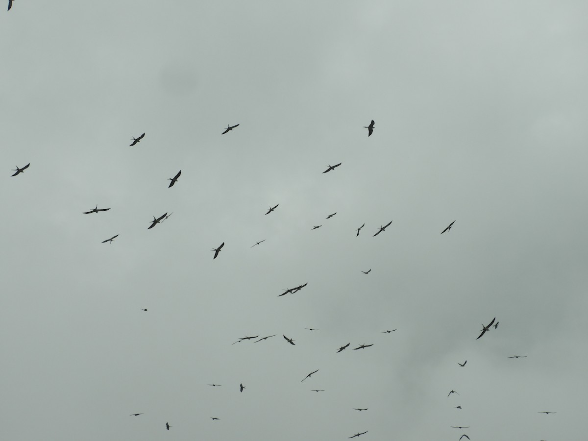 Swallow-tailed Kite - ML620885960