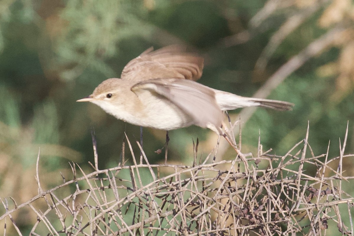 Sykes's Warbler - ML620885967