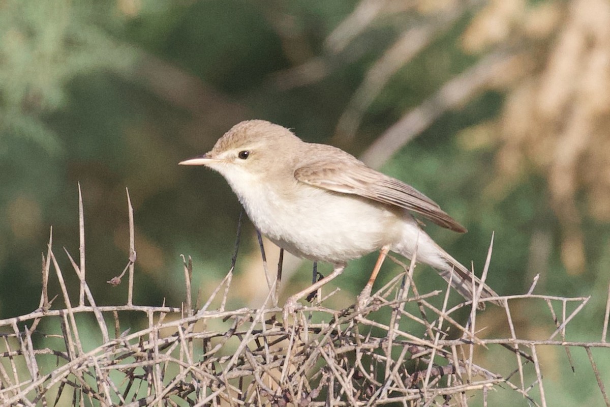 Sykes's Warbler - ML620885969