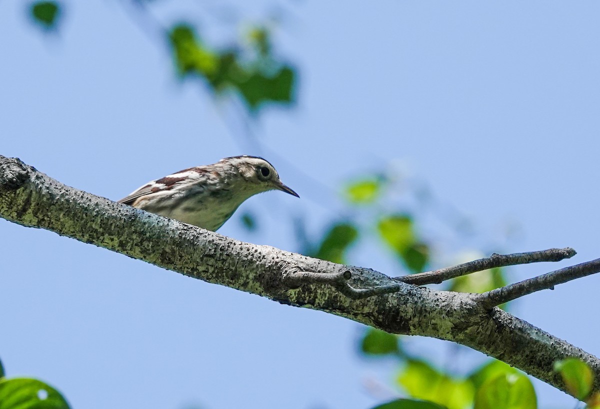 Black-and-white Warbler - ML620885982