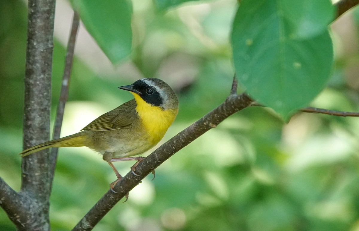 Common Yellowthroat - ML620885986