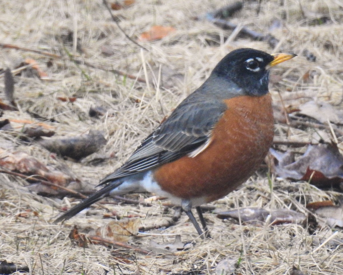 American Robin - Bev Moses