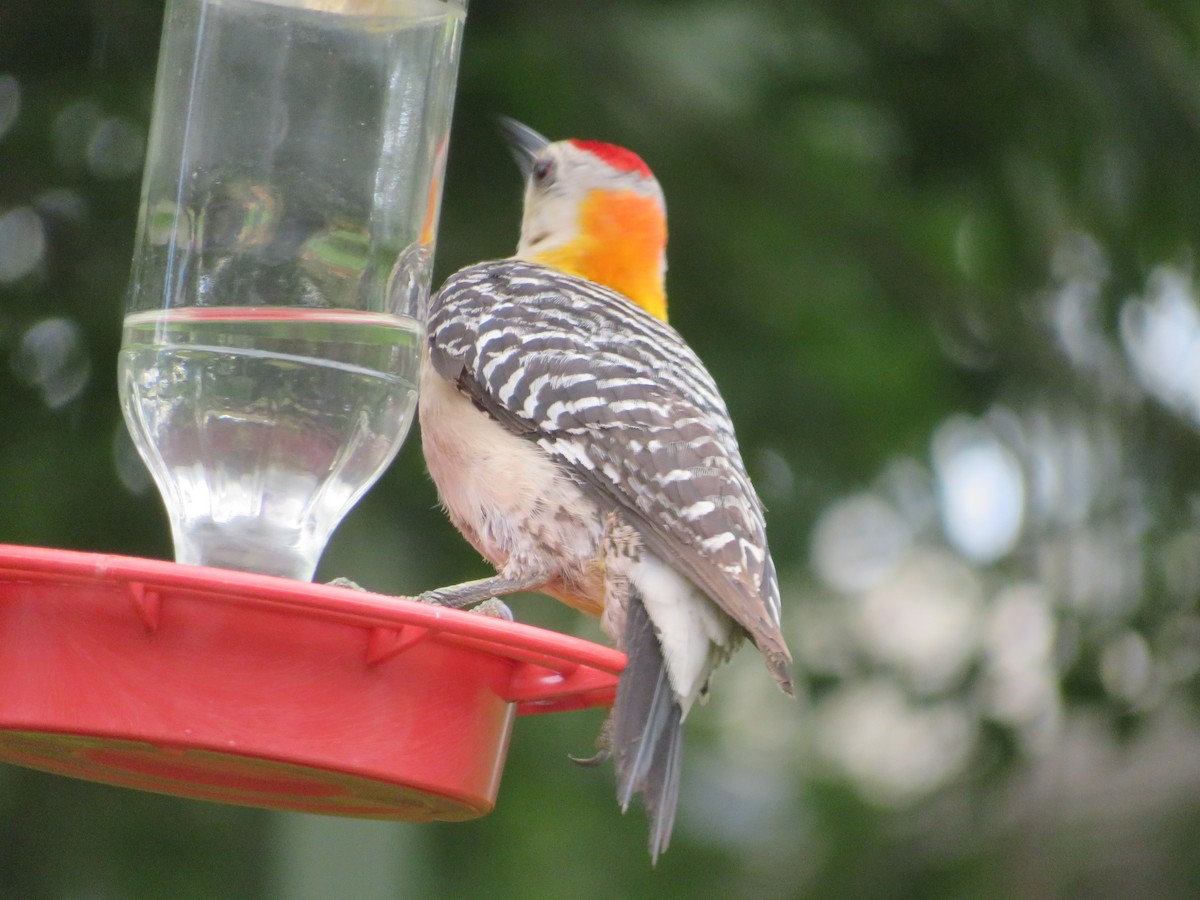 Golden-fronted Woodpecker - ML620885988