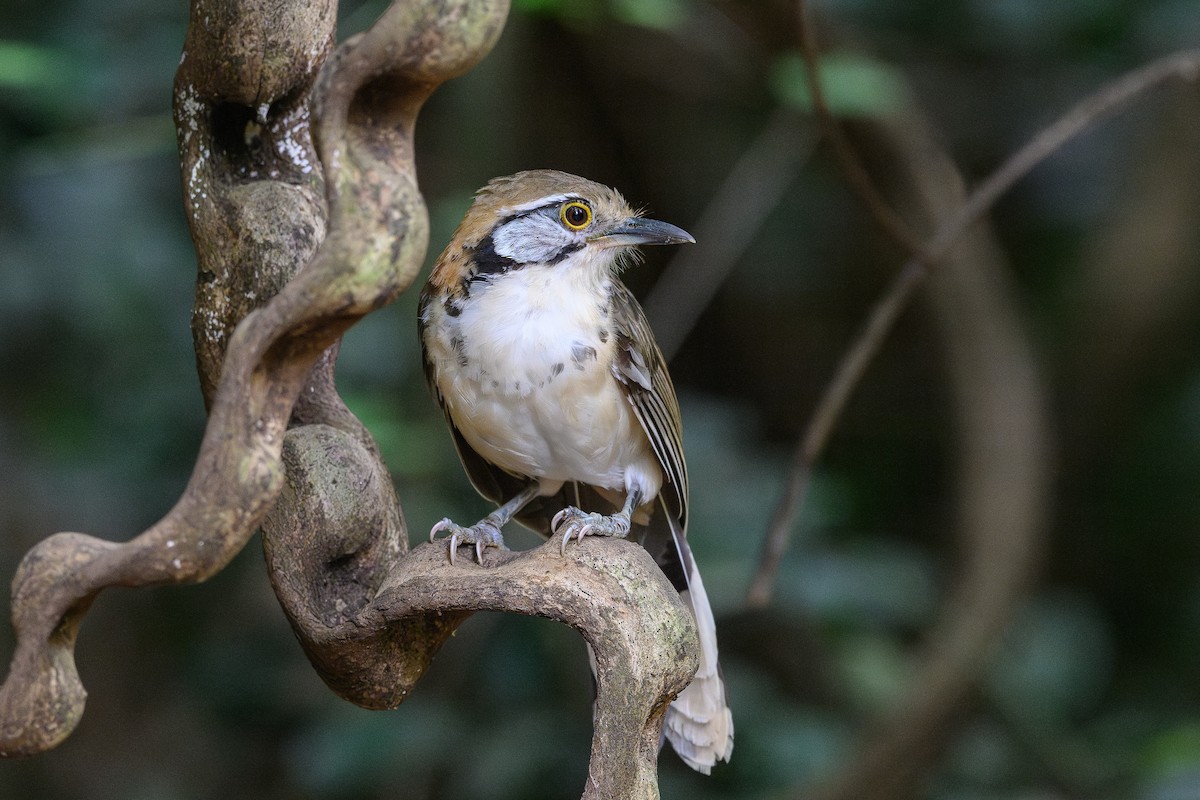 Greater Necklaced Laughingthrush - ML620885989